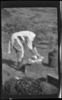 Woman bends over at campsite at Twin Lakes, Bridgeport vicinity, 1929