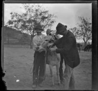 Three ranch workers affix a bridle to a donkey, Glendale, 1898
