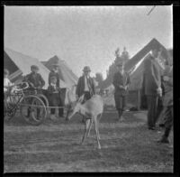 Boys look at a deer in Agricultural Park, Los Angeles, 1900