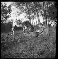 Grace Biddick feeds a calf, Elliott vicinity, 1900