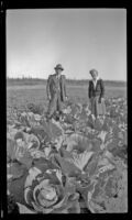 H. H. West and Mertie West pose in a cabbage patch, Circle vicinity, 1946