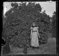 Pearl Smith standing in front of an orange tree, Pomona, about 1895