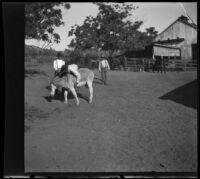 A man throws himself on top of a donkey, Glendale, 1898