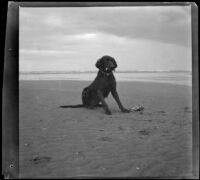 Rover sitting on the beach, Long Beach, about 1900