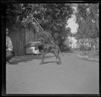 Guy West squats next to his dog, Los Angeles, about 1899