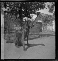 Dog belonging to H. H. West's brother, Guy, sits in the backyard of the West's house, Los Angeles, about 1899