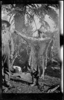 Wilfrid Cline, Jr. posing with a deer hide, Shasta County, 1917