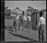 Three men try to catch a donkey in the barnyard, Glendale, 1898