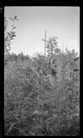 Mertie West picks berries in Oliver's berry patch, Anchorage, 1946