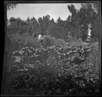 Water lilies and papyrus at Lincoln (Eastlake) Park, Los Angeles, about 1900