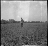 Charles Davis of Indianpolis hunts for quail in a field, Acton, about 1906