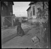 Dog belonging to H. H. West's brother, Guy, in the backyard of the West's house, Los Angeles, about 1899