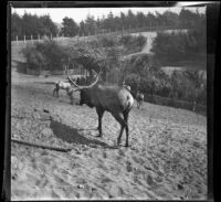 Elk in Golden Gate Park, San Francisco, 1898