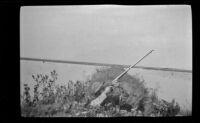 Glen Velzy shoots at ducks from the blind, Seal Beach vicinity, 1917