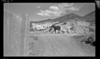 Dogs playing with a burro, Death Valley National Park, 1947