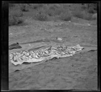 Fish caught in Piru Creek lying on a tarp, Los Padres National Forest, about 1915