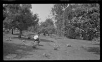 Mertie West places flowers at her parents' graves in Forest Lawn Cemetery on Decoration Day, Glendale, 1943