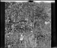 Mary A. West standing by the dining table at the campsite in the Aspens, June Lake vicinity, 1914