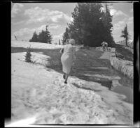 Mertie West walks through a bank of snow towards the Rim Visitor Center, Crater Lake National Park, 1942