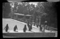 Penguins stand in their enclosure at the San Diego Zoo, San Diego, [about 1935]