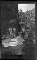 Jesse Brown cooks at the campsite, June Lake, about 1920