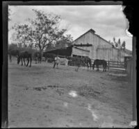 Two men try to capture a donkey in the barnyard, Glendale, 1898