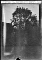 Two or three people stand under a tree in the West's backyard, Los Angeles, about 1932