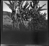 Will Mead poses in front of a banana plant, Glendale 1898