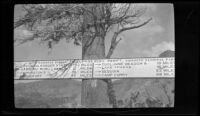 Road sign at the summit of Tioga Pass, Mono and Tuolomne Counties, 1929