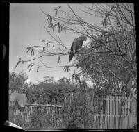 Parrot perched in a tree in the backyard of the West's home, Los Angeles, 1898