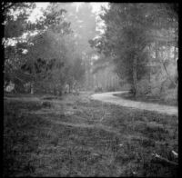 View of a path through woods from the 17-Mile Drive, Monterey, about 1898