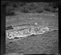 Fish caught from Piru Creek lie on a tarp, Los Padres National Forest, about 1915