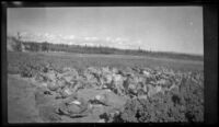 Cabbages growing in the garden lot, Circle vicinity, 1946