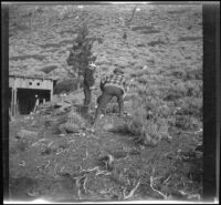 William Shaw teaches H. H. West Jr. how to catch grasshoppers, Bridgeport vicinity, 1929