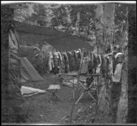 Dave F. Smith holding a string of fish in camp, June Lake (vicinity), 1913