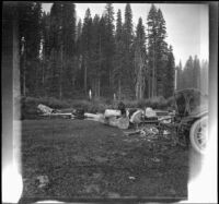 Harry Schmitz standing in camp by some logs, Siskiyou County, 1917