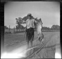 Wilfrid Cline, Jr. posing with a hawk he shot, Redding vicinity, 1917