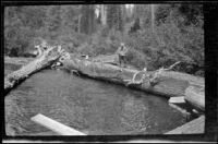 Wilfrid Cline, Jr. fishing in McCloud River, Siskiyou County, 1917