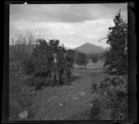 Ed Smith standing in an orange orchard, Pomona, about 1895