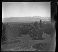 Orange groves and surrounding landscape, Redlands vicinity, 1899