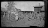 Mertie West picking raspberries in W. L. Kinsell's yard, Anchorage, 1946