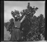 Ellen Lorene (Pinkie) Lemberger picks an orange from a tree, Crafton, 1901