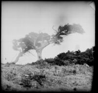 Cypress trees along the 17-Mile Drive, Monterey, about 1898