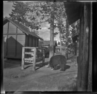 A bear sniffs at a piece of trash while roaming between the cabins, Yellowstone National Park, 1942