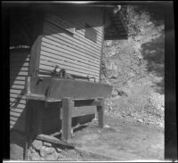 Tree squirrel getting a drink in the water trough alongside the trail to Inspiration Point, Los Angeles County, 1932