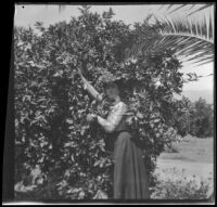 Ellen Lorene (Pinkie) Lemberger picks an orange from a tree, Crafton ...