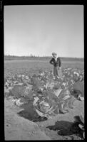 Mertie West poses in a cabbage patch, Circle vicinity, 1946