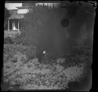 H. H. West poses with a watermelon in the watermelon patch, Santa Ana, about 1899