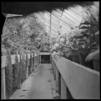 Greenhouse in Lincoln (Eastlake) Park, Los Angeles, about 1900