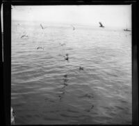 View of birds flying over the ocean from the 17-Mile Drive, Monterey, about 1898